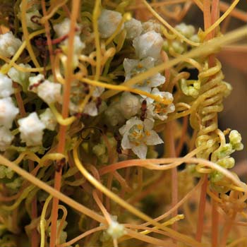Cuscuta indecora, Bigseed Alfalfa Dodder, Southwest Desert Flora